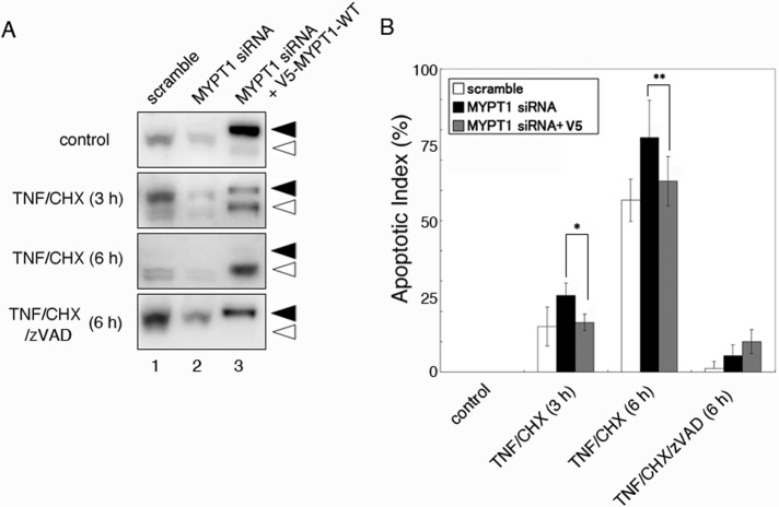 FIGURE 6: