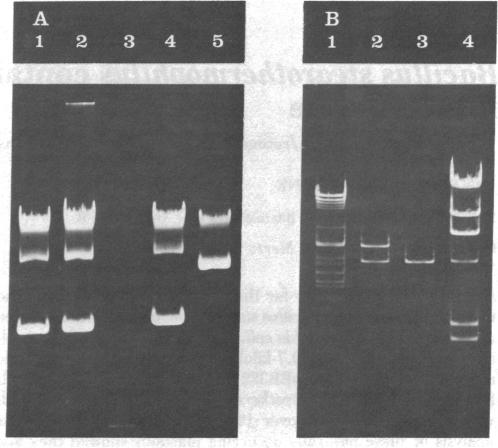 graphic file with name pnas00645-0178-a.jpg