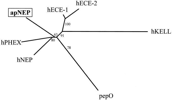 Fig. 11.