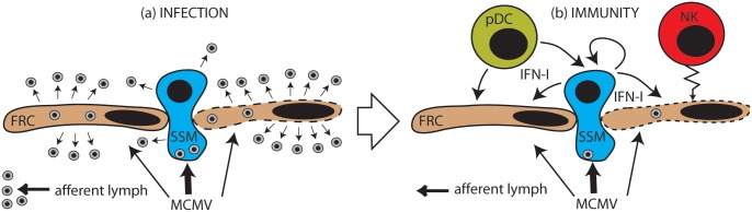 Fig 12