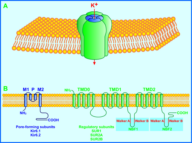 Ionic Mechanisms In Pancreatic β Cell Signaling - Pmc