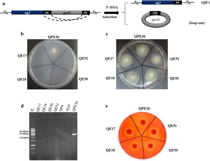 Fig. 9