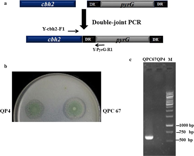 Fig. 1