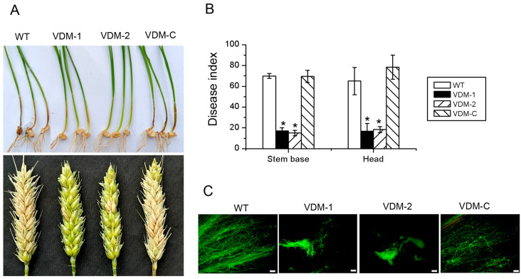 Figure 4