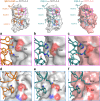 An overlay of ipi and mipi.4 paratopes on human and mouse CTLA-4 showing key interactions generated by engineered mutations. (a) Two key ipi paratope residues showing one electrostatic interaction with hCTLA-4. (b) Two key mipi.4 paratope residues showing four electrostatic interactions to hCTLA-4. (c) Two key mipi.4 paratope residues showing three electrostatic interactions with mCTLA-4. (d) A different key ipi residue showing no electrostatic interactions with a different region of hCTLA-4. (e) A different key mipi.4 paratope residue gaining two electrostatic interactions with hCTLA-4. (f) The same mipi.4 paratope residue showing interaction with mouse CTLA-4.