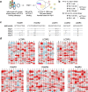 (a) Phage display process producing mipi.1 followed by yeast display process using mipi.1 as a starting point. (b) Yeast display selection round conditions for mipi engineering. (c) Amino acid sequence depiction of parental ipi and engineered mipi variants with up to nine mutations. (d) Deep mutational scanning heatmaps showing the enrichment for each possible mutation to the ipi complementarity determining regions following mipi selections.
