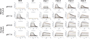 Surface plasmon resonance binding sensorgrams showing improved binding of four mipi variants to mouse CTLA-4 and human CTLA-4.