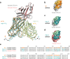 (a) Structural alignment of human and mouse CTLA-4 bound by mipi.4 variable domains showing similarity of the complex structures. (b) Ipi epitope overlaid on human CTLA-4. (c) mipi.4 epitope overlaid on human CTLA-4 showing similarity to ipi. (d) mipi.4 epitope overlaid on mouse CTLA-4 showing similarity to ipi-hCTLA-4. (e) Alignment of human and mouse CTLA-4 extracellular domain amino acid sequences with epitope residues highlighted for ipi and mipi.4.