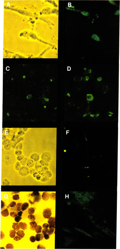 graphic file with name pnas00656-0425-a.jpg