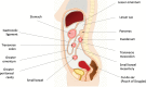 Diagram illustrates the peritoneal spaces. The peritoneal cavity is
divided into the greater peritoneal cavity and lesser sac (omental bursa).
The greater omentum is a multilayered fold of peritoneum that extends down
from the greater curvature of the stomach. The gastrocolic ligament is a
portion of greater omentum between the stomach and transverse colon. The
lesser omentum is a multilayered fold of peritoneum that extends from the
lesser curvature of the stomach and proximal duodenum to the liver. A pelvic
peritoneal recess between the uterus and rectum (rectouterine recess) is
known as the cul-de-sac or pouch of Douglas.