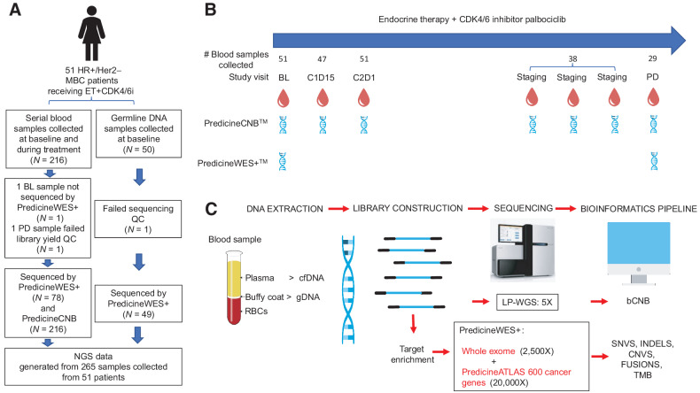 Figure 1. Overview of study design. A, Study schema. B, Sample collection timepoints for PredicineCNB and PredicineWES+ profiling. C, Next-generation sequencing process. Abbreviations: BL, baseline; PD, progressive disease; QC, quality control; C1D15, cycle 1, day 15; C2D1 = cycle 2, day 1; gDNA, genomic DNA; cfDNA, cell-free DNA.