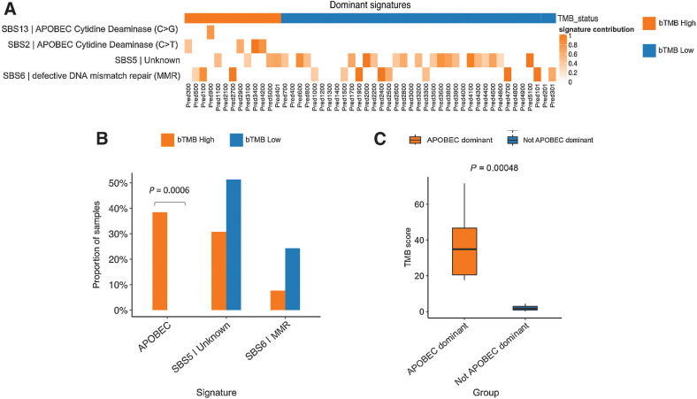 Figure 4. High bTMB at baseline is associated with dominant APOBEC mutational signatures and upregulation of specific oncogenic signaling pathways. A, Dominant APOBEC mutational signatures (SBS2 and SBS13) were enriched in patients with high (N = 13) versus low (N = 37) bTMB scores (defined by upper quartile cutoff). Dominant SBS5 (unknown) and SBS6 (defective DNA mismatch repair signatures) were observed across patients with high and low bTMB scores. B, The proportion of dominant APOBEC signatures was significantly greater in patients with high bTMB scores versus low bTMB scores (Fisher exact test). C, The median bTMB score was significantly higher in patients with dominant APOBEC signatures versus other signatures (Wilcoxon rank sum test).