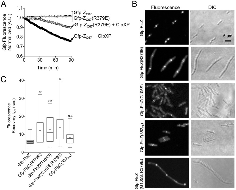 Fig 4