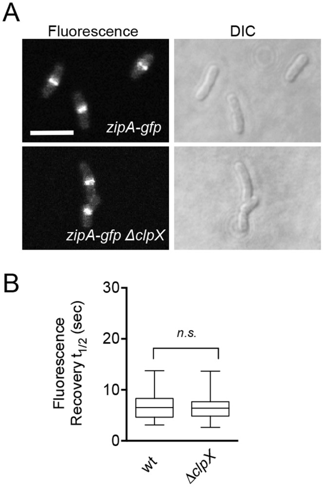 Fig 5