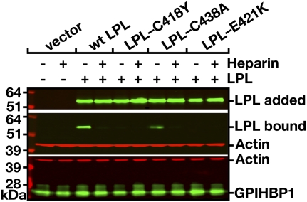 Fig. 12.