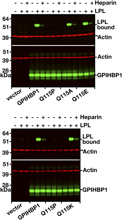 Fig. 11.