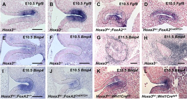 Fig. 9.