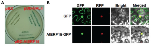 FIGURE 2