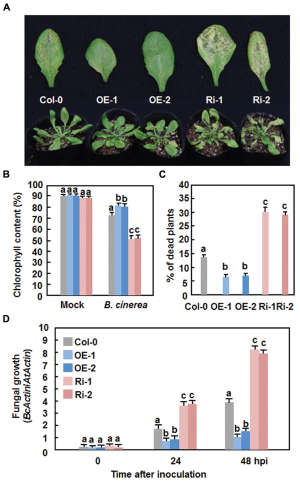 FIGURE 5