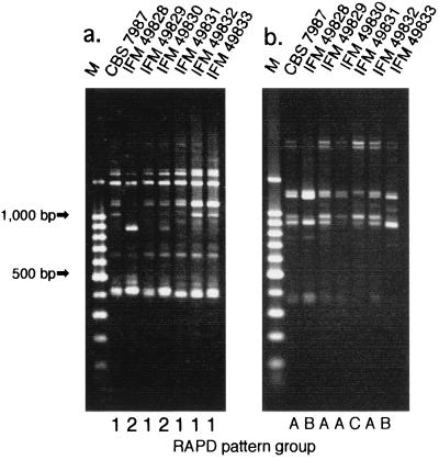 FIG. 4