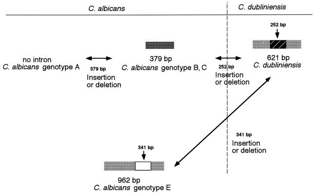 FIG. 5