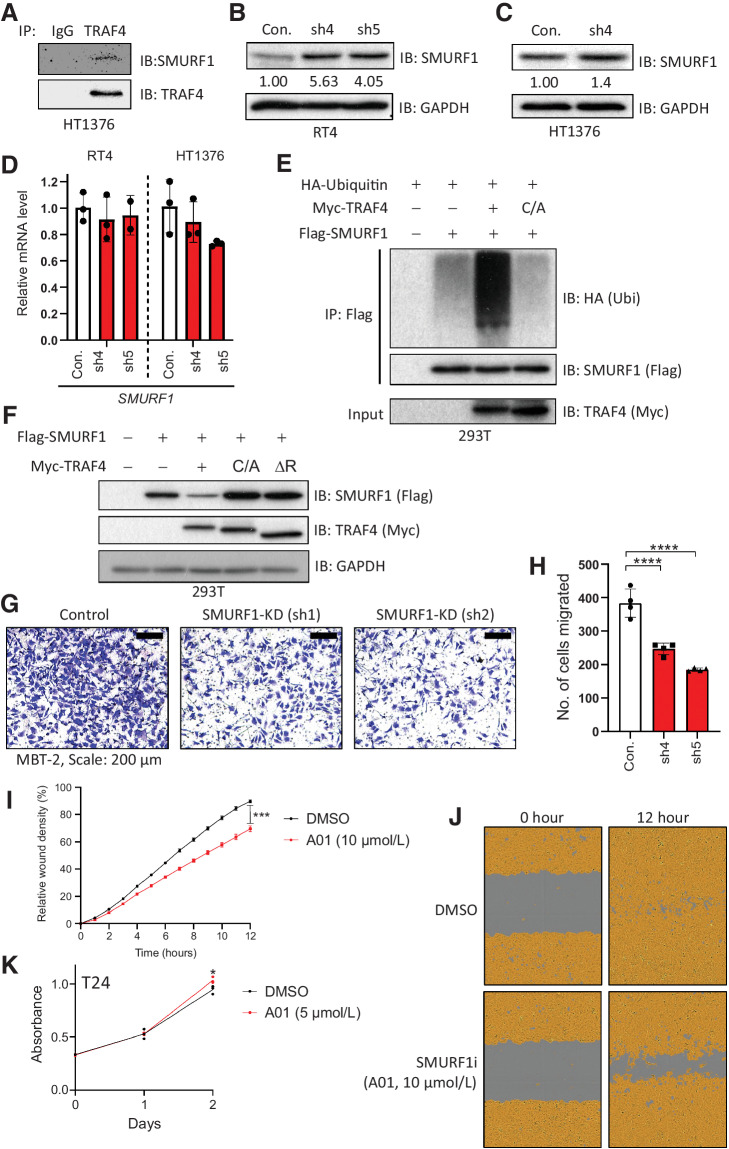 Figure 5. TRAF4 targets SMURF1 for ubiquitination and degradation. A, Immunoprecipitation of SMURF1 followed by Western blot analysis of TRAF4 in HT1376 cells. B, Immunoblot results in control (empty pLKO vector) and TRAF4 knockdown (sh4 and sh5) RT4 cells probed with the indicated antibodies. GAPDH, loading control. The numbers indicate the relative quantitative SMURF1 levels with respect to the loading control GAPDH. C, Immunoblot results in control (empty pLKO vector) and TRAF4 knockdown (sh4) HT1376 cells probed with the indicated antibodies. The numbers indicate the relative quantitative SMURF1 levels with respect to the loading control GAPDH. D, Real-time PCR results showing SMURF1 mRNA expression levels in RT4 and HT1376 (control and TRAF4 knockdown) cells; the error bars indicate ± SD, performed in 3 technical repeats. E, A ubiquitination assay was performed with anti-Flag antibodies in 293T cells overexpressing the indicated plasmids. Cells were treated with MG132 (2 μmol/L) overnight prior to lysis. Representative results from three independent experiments are shown. F, Immunoblot results in 293T cells transfected with the indicated plasmids. GAPDH, loading control. G, Representative images of Transwell assays performed on control and Smurf1 knockdown MBT-2 cells stained with crystal violet; scale bar: 200 μm. H, Quantification of the number of migrated cells in four random fields. The error bars indicate ± SD; ***, P ≤ 0.001 and ****, P ≤ 0.0001 calculated using one-way ANOVA, 4 technical repeats. I, Graph showing relative wound widths as determined with an IncuCyte system. Images were acquired every hour after wounding. T24 cells were treated with either DMSO or the SMURF1 inhibitor A01 (10 μmol/L); the error bars indicate ± SEM; ***, P ≤ 0.001 calculated using two-tailed Student t test. Representative results from ten independent experiments are shown (n = 10). J, Representative images related to the graph in I. The brown area represents the cell coverage, and the gray area indicates the wound initially produced and remaining after 12 hours. K, An MTS assay was performed on T24 cells treated with either control (DMSO) or the SMURF1i A01 at 5 μmol/L. The absorbance was measured at the indicated time points; the error bars indicate ± SD from three sample replicates; *, P ≤ 0.05 calculated using two-tailed Student t test (n = 3).