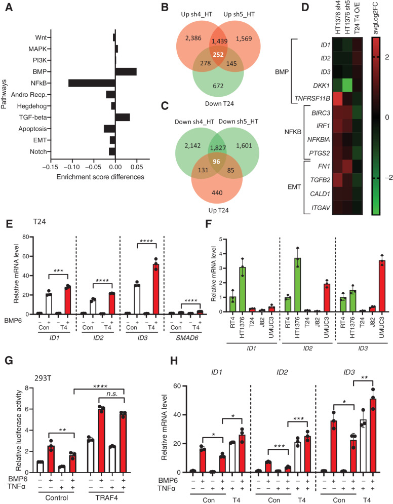 Figure 6. Dysregulated expression of TRAF4 in bladder cancer cell lines affects BMP/SMAD- and NF-κb-responsive genes. A, Graph showing differences in enrichment scores when TRAF4 was overexpressed in T24 cells. Gene signatures of eleven major cancer-associated signaling pathways were considered for analysis. B, Venn diagram showing the numbers of genes that were upregulated in HT1376 cells transfected with two independent shRNAs targeting TRAF4 (pink) and downregulated in T24 cells with stable overexpression of TRAF4 (green) compared with the corresponding control cells. The 252 genes in the middle are the reciprocally affected common genes. The results were obtained from four independent replicates for each sample (n = 4). C, Venn diagram showing the numbers of genes that were downregulated in HT1376 cells transfected with two independent shRNAs targeting TRAF4 (green) and upregulated in T24 cells with stable overexpression of TRAF4 (pink) compared with the corresponding control cells. The 96 genes in the middle represent the reciprocally affected common genes. The results were obtained from four independent replicates for each sample (n = 4). D, Heatmap showing the common dysregulated genes in the BMP, NF-κB and EMT gene signatures in both cell lines. E, Real-time PCR results showing the mRNA expression levels of the indicated genes in control (empty vector with a Myc tag) vs. TRAF4-overexpressing T24 cells upon stimulation with BMP6 (50 ng/mL) for 1 hour. The error bars indicate ± SD, performed in 3 technical repeats. F, Real-time PCR results showing the mRNA expression levels of ID1, ID2, and ID3 in the indicated cell lines, performed in 3 technical repeats. G, A luciferase reporter assay was conducted in 293T cells transfected with the BRE-luciferase reporter, SV40 Renilla and either empty vector control or TRAF4. Transfected cells were stimulated overnight with BMP6 (50 ng/mL) and/or TNFα (10 ng/mL) where indicated. The error bars indicate ± SD; **, P ≤ 0.01 and ****, P ≤ 0.0001 calculated using two-way ANOVA; n.s. indicates a nonsignificant P value. Representative results from three independent experiments are shown (n = 3). H, Real-time PCR results showing the mRNA expression levels of the indicated genes in control (empty vector with a Myc tag) vs. TRAF4-overexpressing T24 cells upon stimulation with BMP6 (50 ng/mL) and/or TNFα (10 ng/mL) as indicated for 1 hour. The error bars indicate ± SD, performed in 3 technical repeats.