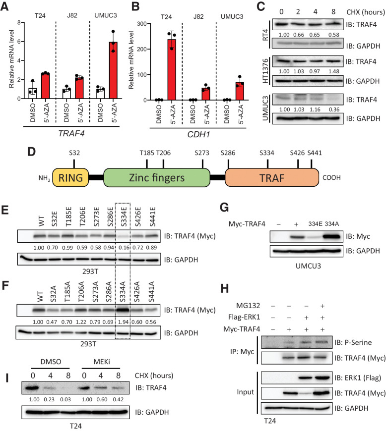 Figure 2. TRAF4 is repressed in mesenchymal (bladder cancer) cell lines at the epigenetic and proteomic levels. A, Real-time PCR results showing changes in the TRAF4 mRNA level in mesenchymal cell lines after treatment with 5-AZA, performed in 3 technical repeats. B, Real-time PCR results showing changes in the CDH1 mRNA level in cell lines after treatment with 5-AZA; the error bars indicate ± SD, performed in 3 technical repeats. C, Immunoblot results showing the endogenous TRAF4 levels in the indicated cell lines after treatment with cycloheximide (CHX). GAPDH, loading control. The numbers indicate the relative quantitative TRAF4 levels with respect to the loading control GAPDH, n = 1 D, Schematic representation of TRAF4 showing the distinct domain structures and the candidate phosphorylated serine and threonine residues that were identified using mass spectrometric analysis. E, Immunoblot results from 293T cells transfected with expression constructs for either TRAF4 or the TRAF4 glutamic acid (E) mutant. GAPDH, loading control. The numbers indicate the relative quantitative TRAF4 levels with respect to the loading control GAPDH. F, Immunoblot results from 293T cells transfected with expression constructs for either TRAF4 or the TRAF4 alanine (A) mutant. GAPDH, loading control. The numbers indicate the relative quantitative TRAF4 levels with respect to the loading control GAPDH. G, Western blot analysis of ectopic Myc-TRAF4 WT and the S334E and S334A mutants in the UMUC3 cell line. GAPDH, loading control. H, Immunoprecipitation of Myc-TRAF4 with or without Flag-ERK1 overexpression, GAPDH, loading control. I, Western blot analysis of TRAF4 expression in T24 cells treated with CHX at the indicated times, in the presence of DMSO (control) or MEKi. GAPDH, loading control. The numbers indicate the relative quantitative TRAF4 levels for both DMSO and MEKi (PD0325901) treatment separately, with respect to the loading control GAPDH.