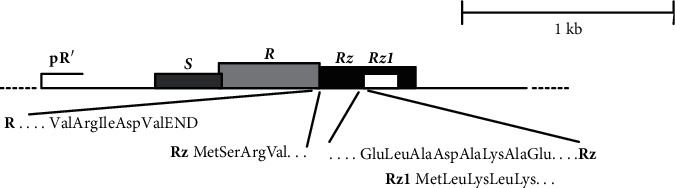 Figure 13