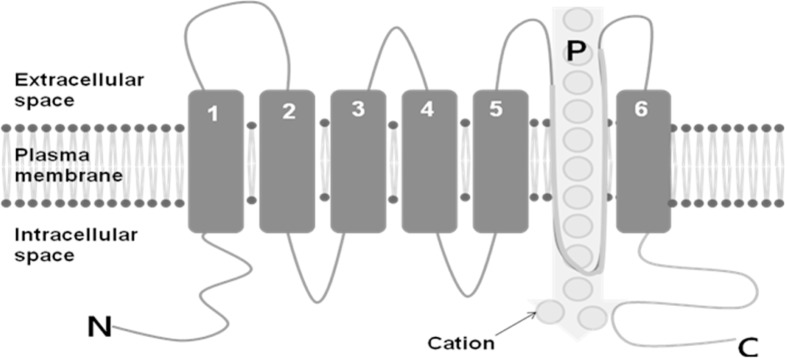 Fig. 1.