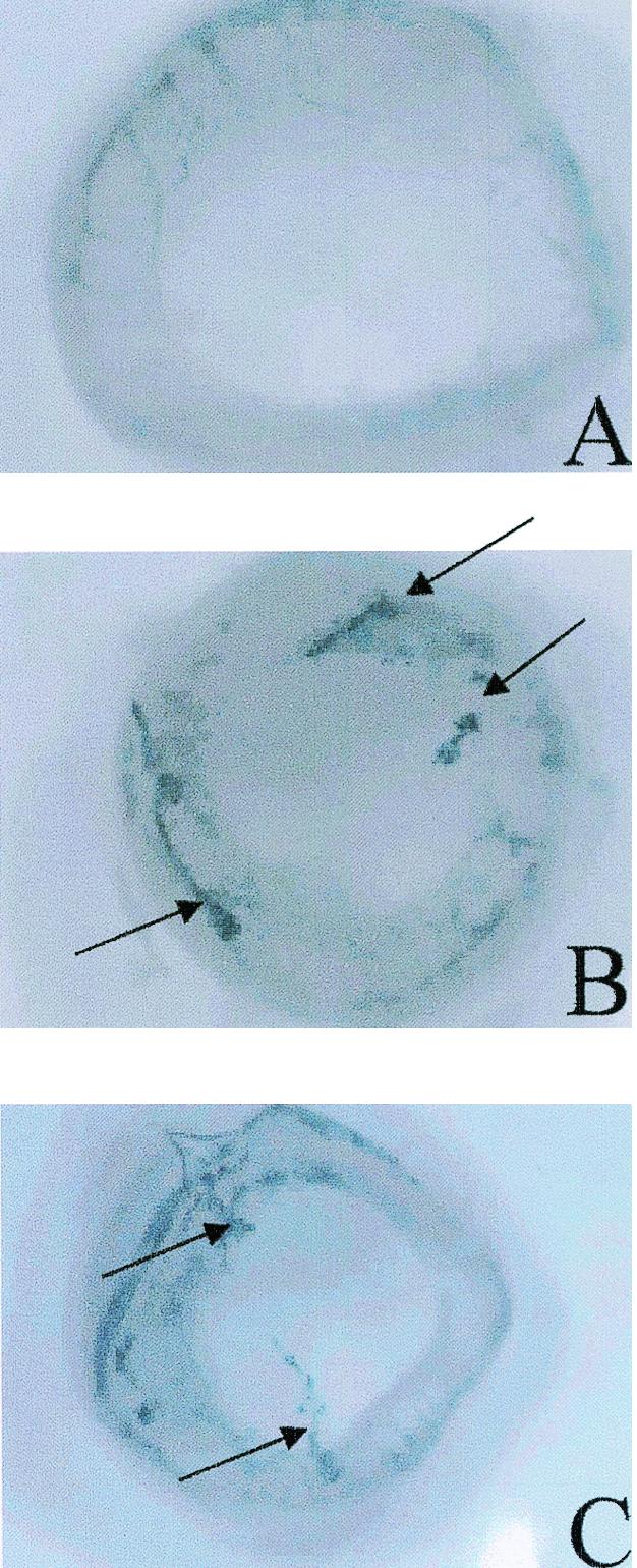 FIG. 6.