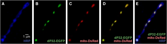 Figure 5 