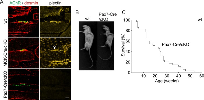 FIGURE 6: