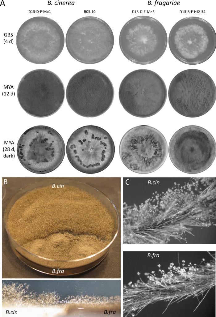 FIG 2