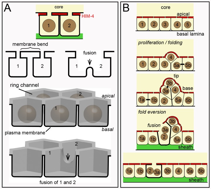 Fig 12