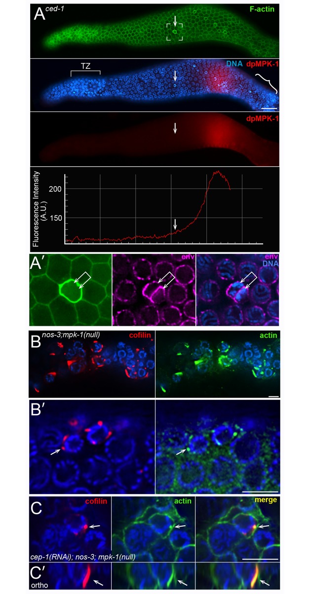 Fig 9