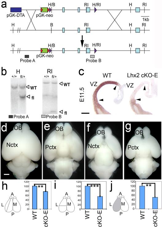 Fig.1