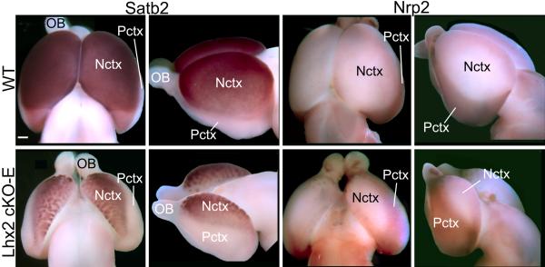 Fig.2