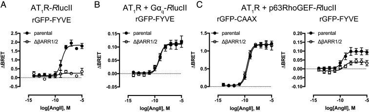 BRET-based effector membrane translocation assay monitors GPCR-promoted ...