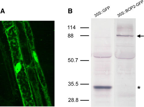 Figure 5.