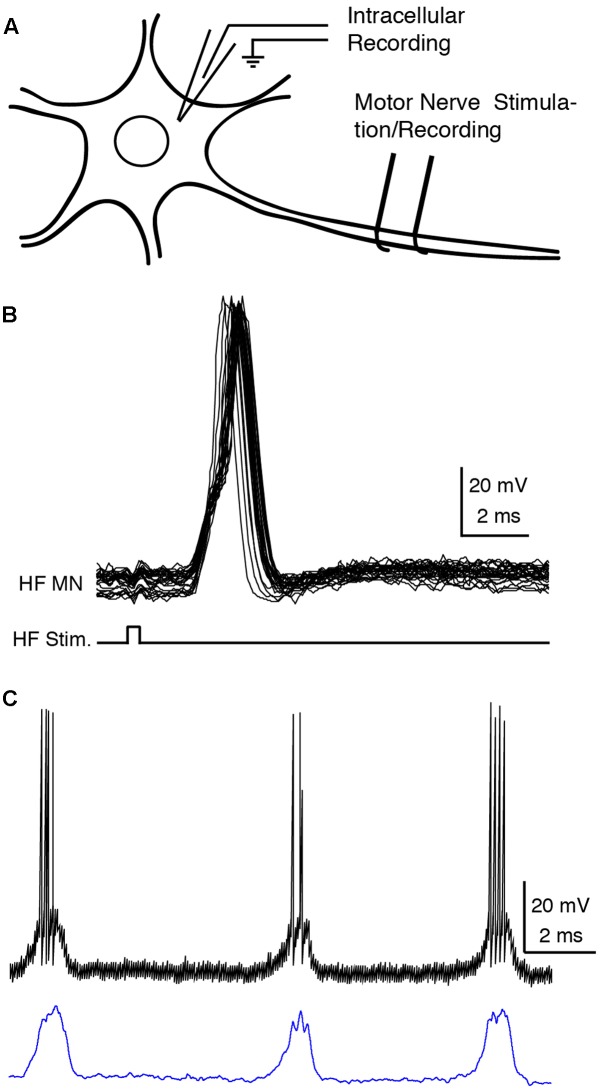 FIGURE 1