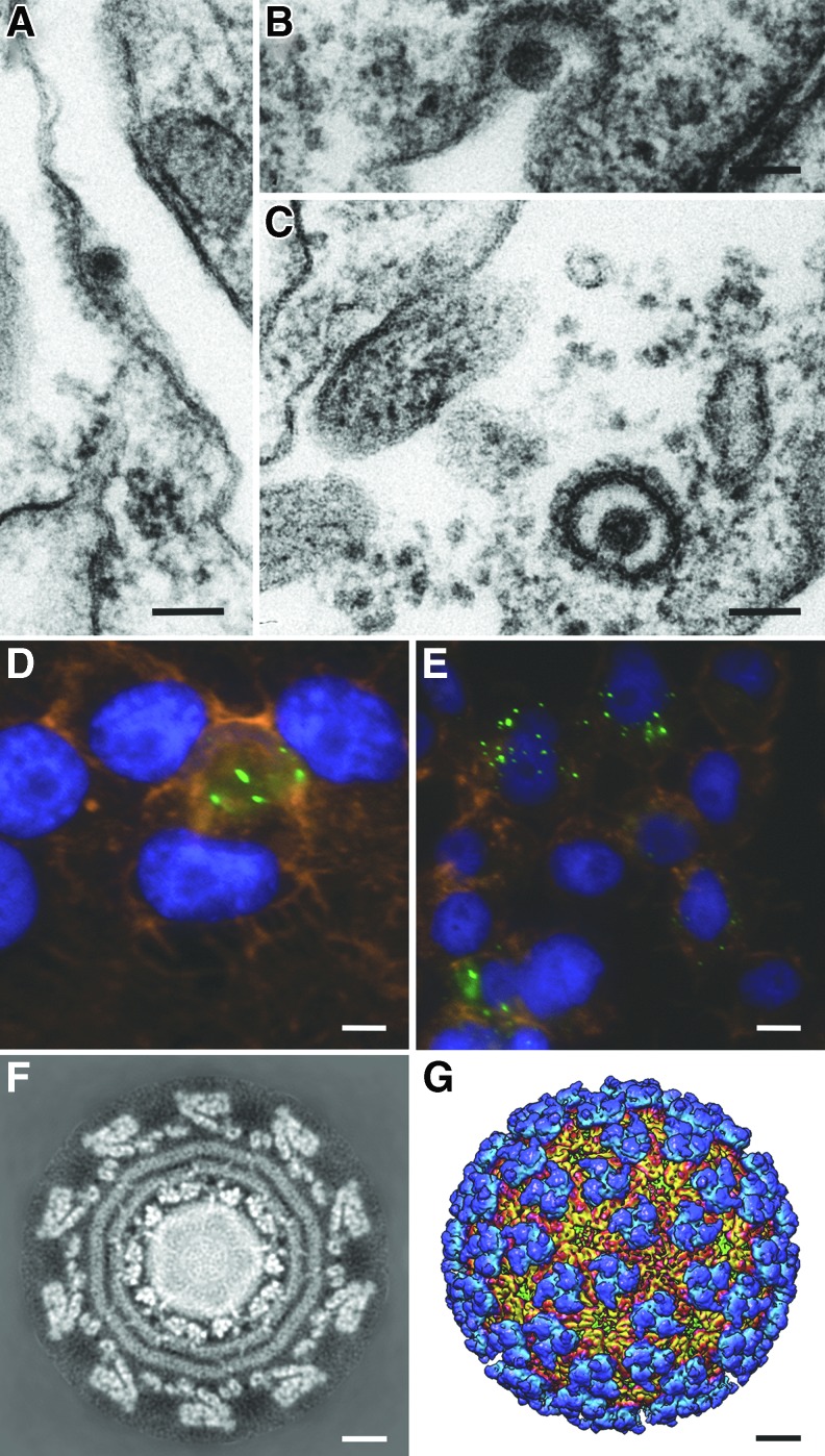 FIG. 1.