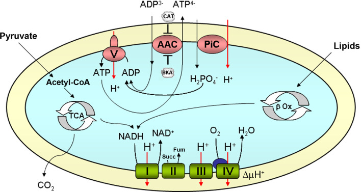 Fig. 3