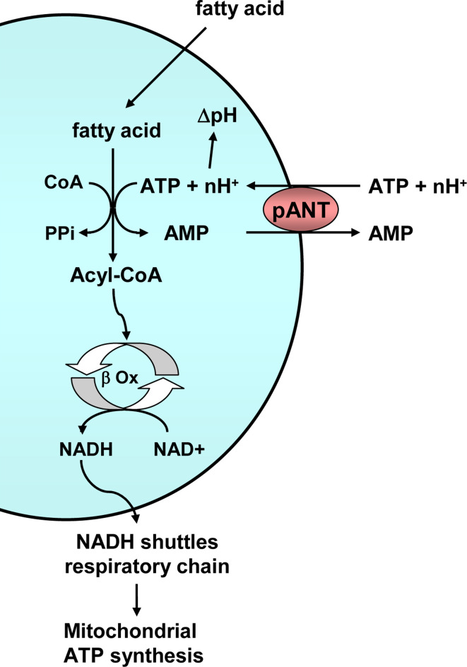 Fig. 9