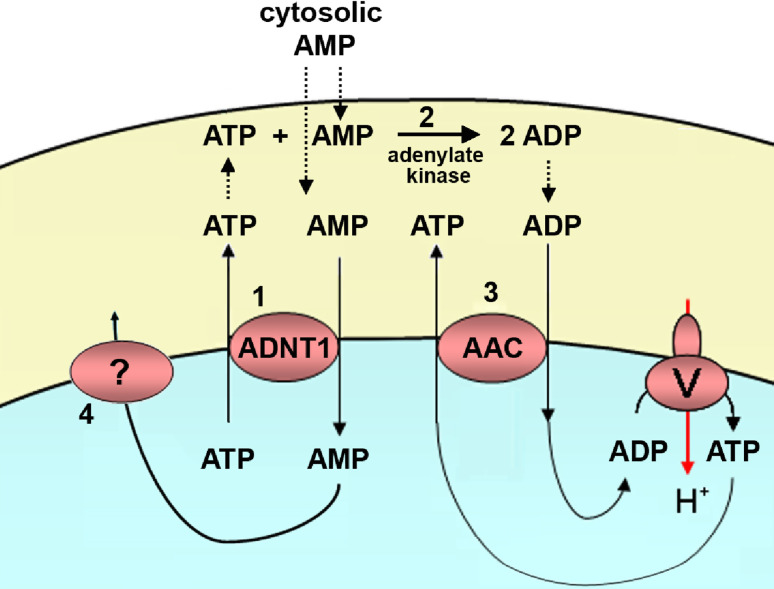 Fig. 6