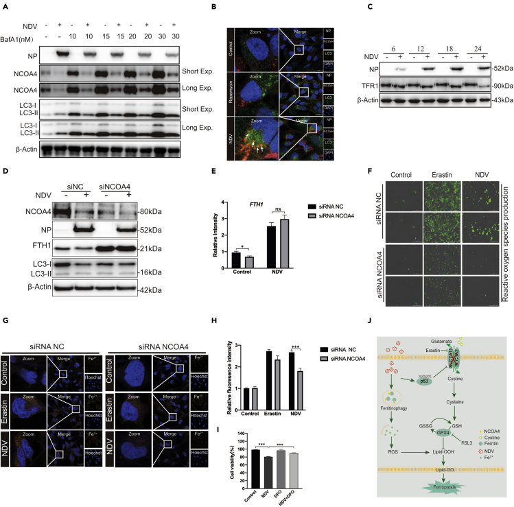 Figure 4