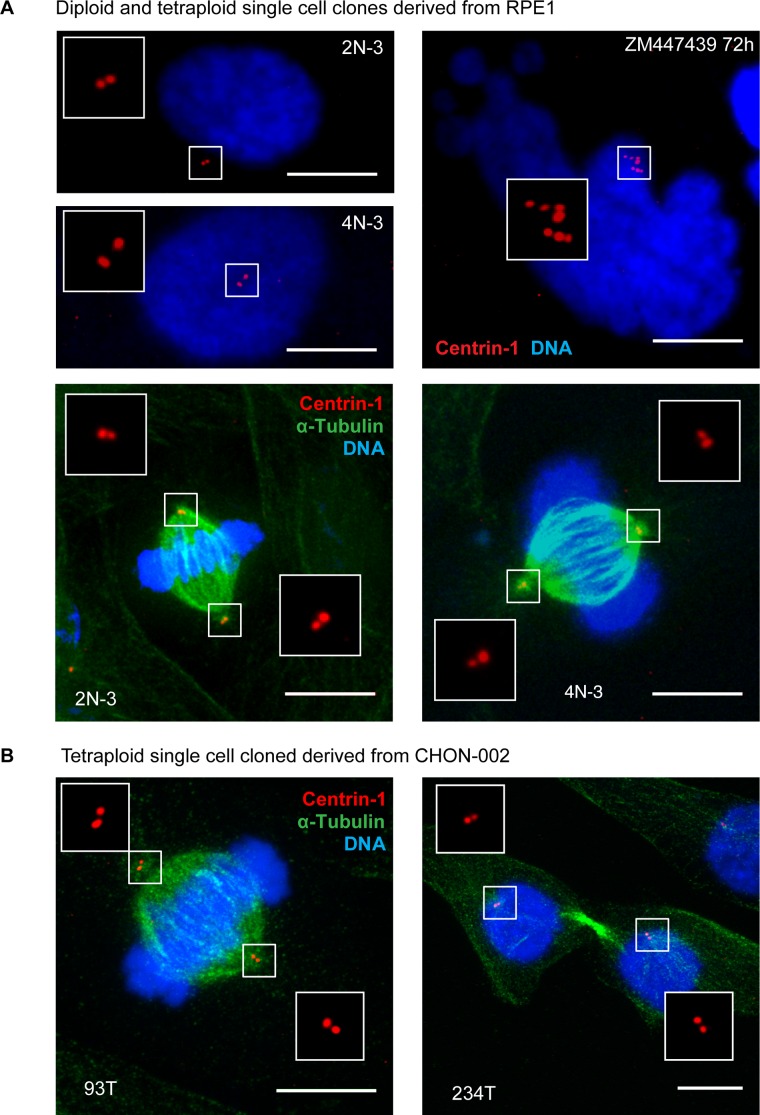 FIGURE 6: