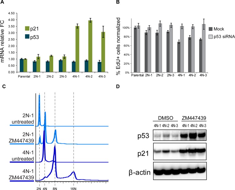 FIGURE 5: