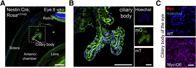 Figure 6