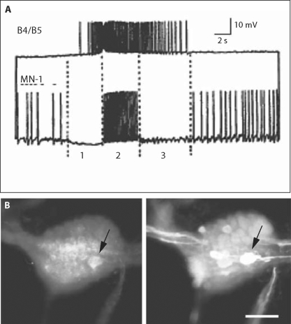 Fig. 3